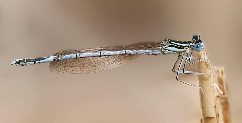 David Pryke - White Legged Damselfly.jpg